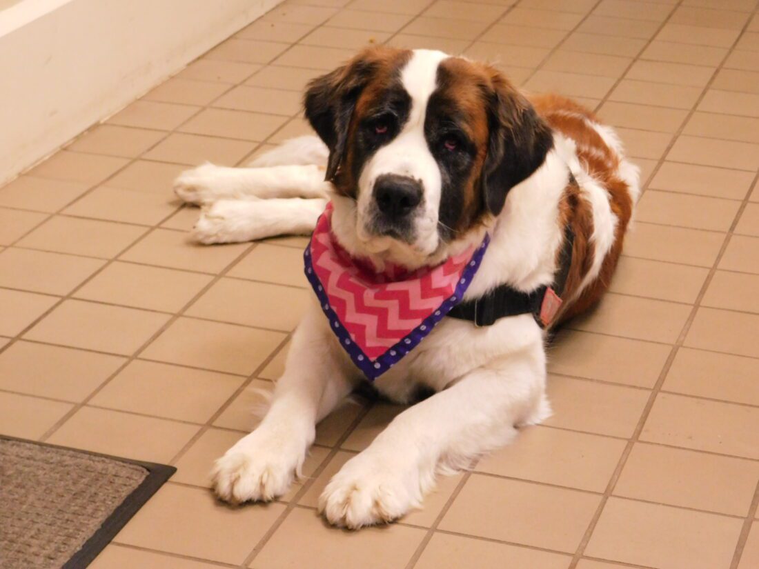 Fundraiser scheduled for Belmont Courthouse therapy dog News, Sports